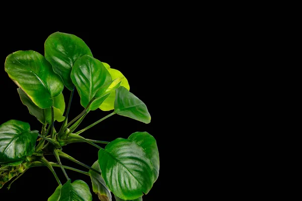 Anubias Coin 'in yuvarlak şekilli yeşil yaprakları popüler tropikal akvaryum bitkisi siyah arka planda izole edilmiş kırpma yolu ile