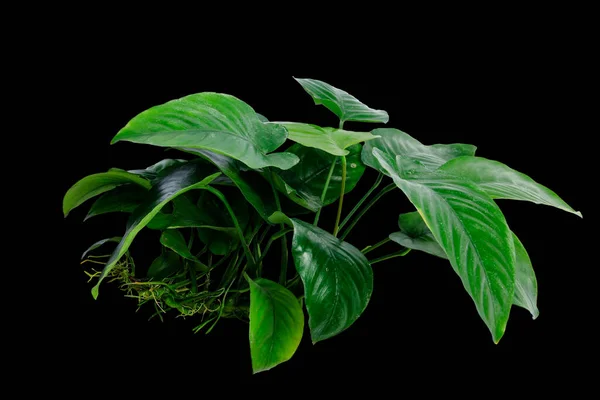 stock image Side View dark green leaves of Anubias Barteri Broad Leaf the tropical aquarium plant isolated on black background with clipping path