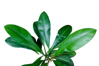 Philodendron Crassinervium tropikal çalı bitkilerinin yeşil yaprakları beyaz arka planda kırpma yolu ile izole edilmiştir.