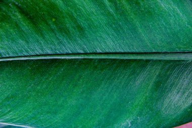 Yakın plan Philodendron Crassinervium yeşil yaprağı