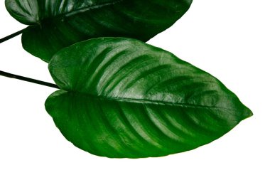 Yakın plan Anubias Geniş yaprak dekorasyon akvaryum bitkileri kırpma yolu ile beyaz arkaplan izole