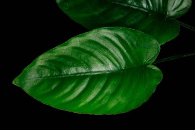 Yakın plan Anubias Geniş yaprak Dekorasyon akvaryum bitkileri siyah zemin üzerinde kırpma yolu ile izole