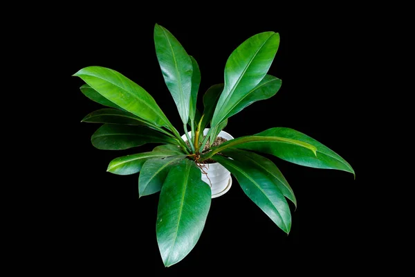 Philodendron Crassinervium 'un koyu yaprakları siyah arka planda izole edilmiş beyaz bir saksıda tropikal bitki örtüsü.