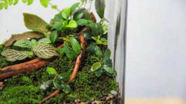 Bir teraryumun yakın plan çekimleri, sinir bitkisi (fittonia), anubias ve yosun gibi çeşitli minyatür bitkiler, hepsi cam kavanozda nemli bir ortamda gelişir.