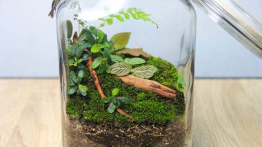 Şeffaf cam bir kavanozun içinde eğreltiotu, yosun, busefalandra, fittonya ve anubias içeren kapalı ekosistem teraryumları.