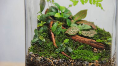Eğreltiotu, yosun, busefalandra, fittonya ve anubias gibi canlı bitkilerle dolu cam bir kavanozda küçük bir iç ekosistem oluşturan teraryum.