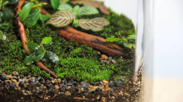 stock image Peaceful indoor terrarium with green ferns plant, moss, bucephalandra, fittonia, and anubias in a glass jar ecosystem