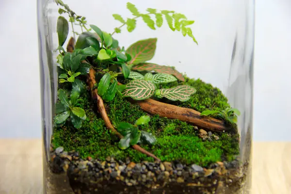 stock image Lush green terrarium in a glass jar with ferns, moss, bucephalandra, fittonia, and anubias, a miniature indoor garden environment