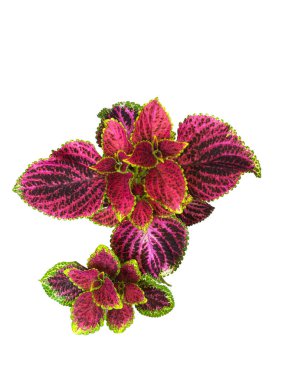 Plectranthus scutellarioides kırmızı yapraklı bitki (Boyanmış Nettle) beyaz arka planda izole
