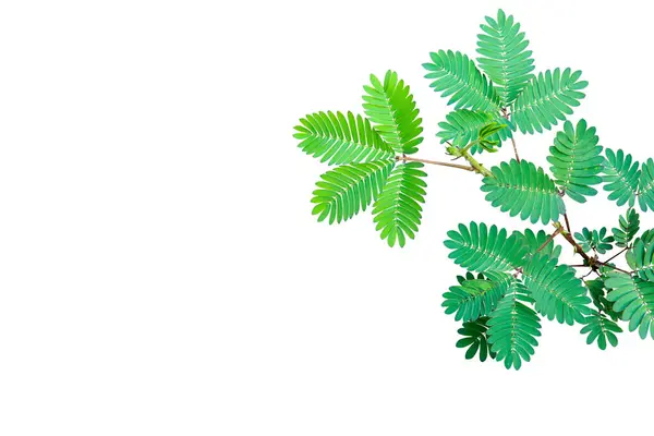 Beyaz arkaplanda Mimosa pudica yeşil yaprakları (Utangaç bitki) izole edildi