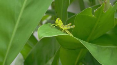 Zencefil yaprağına atlayan çekirge. 4k görüntü