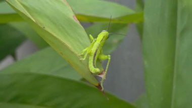 Yeşil bir yaprağın üzerinde dans eden çekirgelerin yakınına. 4K