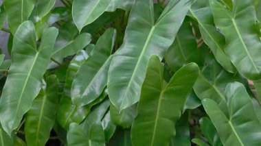 Philodendron Burle Marx yeşil yaprakları uzaklaşır