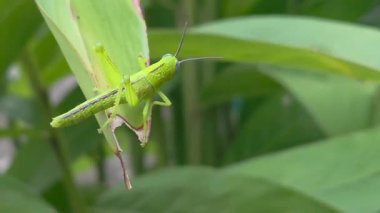 Yeşil bir yaprağın üzerinde oturan çekirgenin yakın görüntüsü