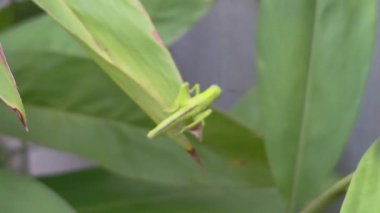 Çimen yaprağında Çekirge 'ye yakınlaş