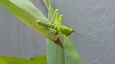Çekirge yeşil zencefil yapraklarına tünemiş.