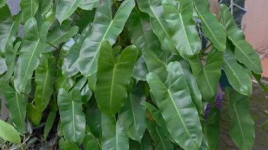 Tropik yaprak desenleri kalp şeklindeki yeşil arka plan koyu yeşil yapraklar filodendron Burle Marx bitki örtüsü. Pan hareket görüntüleri