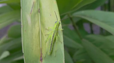 Zencefil yapraklı yeşil çekirge. Sola dön. 4K