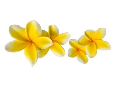 Sarı frangipani çiçekleri, tropikal bir güzellikle izole edilmiş beyaz bir arkaplan ve kırpma yolu ile sıralanmış.