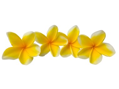 Beş sarı sıralı plumeria frangipani çiçekleri beyaz arka planda izole edilmiş, kırpma yolu olan bir sıra halinde dizilmiş. Spa için mükemmel..