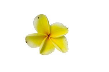 Hassas taç yaprakları olan tek sarı tesisat çiçeği ve kesme yolu olan beyaz bir arka planda koyu sarıdan beyaz renge yumuşak bir eğim.