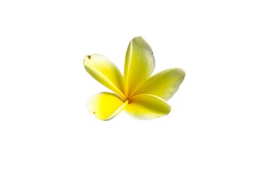 Pürüzsüz kıvrımlı taç yapraklarıyla canlı sarı frangipani çiçeği ve kesme yolu olan beyaz bir arka planda izole edilmiş beş yapraklı simetrik bir yapı.