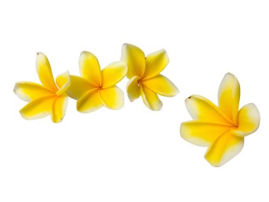 Beyaz arka planda izole edilmiş sarı plumeria frangipani çiçekleri. İçerilen kırpma yolu.