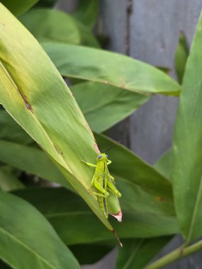 Zencefil yaprağına tünemiş iki canlı yeşil çekirge.