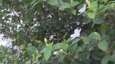 Güzel beyaz yasemin çiçekleri çalılıklarda açan yeşil yapraklar gün ışığında rüzgarda hafifçe sallanıyor..