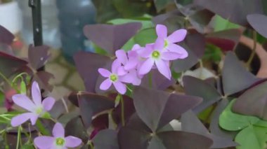 Süslü bitkisel oksalis nirülaris çiçeği. Gün ışığında koyu mor yapraklı.