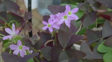 Oxalis triangularis çiçeklerinin yakın görüntüsü canlı mor yapraklı bitkiler açık havada ışıklandırılırlar.