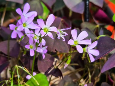 Yakın plan oksalis triangularis açık mor çiçekler parlak güneş ışığında yeşil arasında çiçek açıyor.