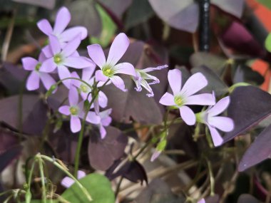 Narin mor Oxalis Triangularis çiçeğinin yakın planında yumuşak güneş ışığı olan bir bahçede çiçek açıyor.