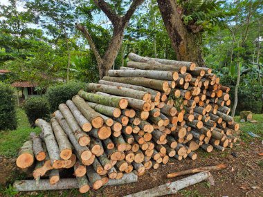 Yeni kesilmiş ağaç kütükleri yeşil ağaçlar ve doğal arkaplan ile açık orman bölgesinde düzgünce dizilmiş.
