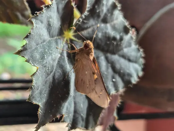 Koyu begonya yaprağında dinlenen güve, doğal ışıklandırmayla dokulu yüzey.