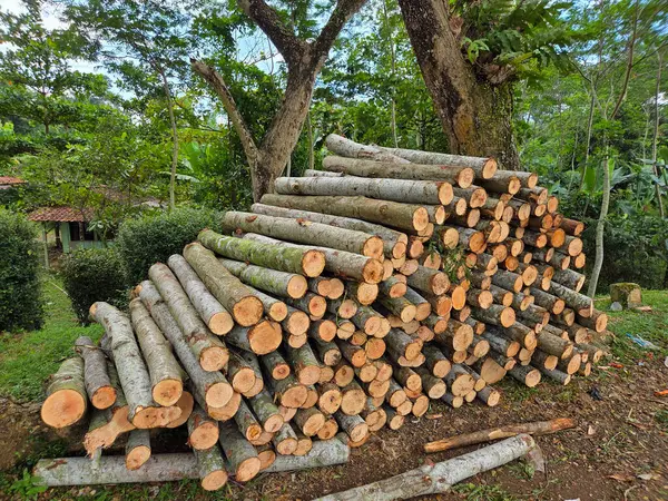 Yeni kesilmiş ağaç kütükleri yeşil ağaçlar ve doğal arkaplan ile açık orman bölgesinde düzgünce dizilmiş.