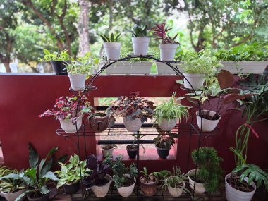 Bahçede çeşitli saksı bitkileri var. Bahçenin arka bahçesinde kırmızı bir duvar var.