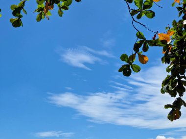 Parlak mavi gökyüzü dağınık beyaz bulutlar çerçeveli yeşil ağaç dalları güneşli tropikal bir günde