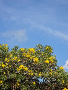 Arkasında mavi gökyüzü olan çiçek açan sarı trompet ağacı. bahar teması