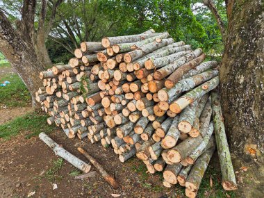 Yığınla yeni kesilmiş ağaç kütüğü orman yakınında dizilmiş, kereste endüstrisi veya kereste endüstrisi.