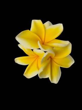Siyah arka planda izole edilmiş sarı frangipani çiçekleri. İçerilen kırpma yolu