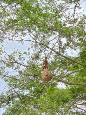 Yaban hayatının doğal ortamını temsil eden yeşil yapraklarla çevrili ağaç dallarında asılı büyük bir arı kovanı.