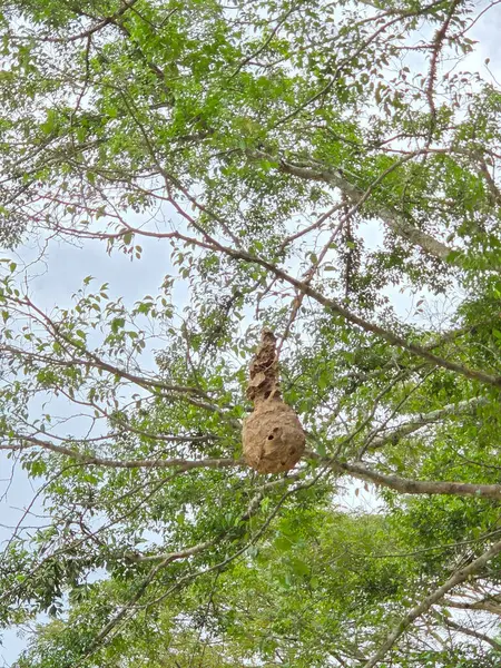 Yaban hayatının doğal ortamını temsil eden yeşil yapraklarla çevrili ağaç dallarında asılı büyük bir arı kovanı.