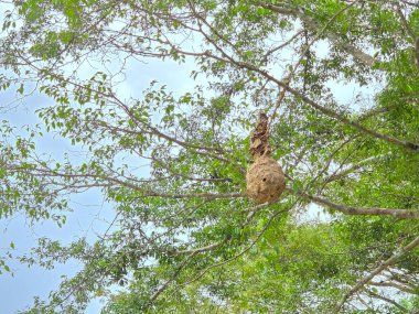 Eşek arısı yuvası ağaçtan sarkan taze yeşil yapraklarla çevrili açık gökyüzünün altında vahşi yaşam ortamını gösteriyor.