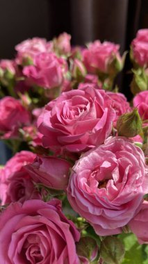 Vazodaki güzel pembe güller 