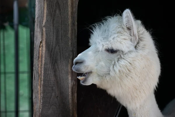Funny White Smiling Alpaca Black Background Cute Animal Peru South — Stock Photo, Image