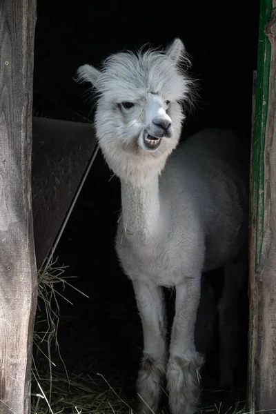 有趣的白色笑羊驼黑色背景 可爱的动物 南美洲山楂 — 图库照片