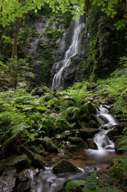Kozalaklı ormandaki Burgbach Şelalesi granit kayaların üzerinden Bad Rippoldsau-Schapbach yakınlarındaki vadiye düşer..