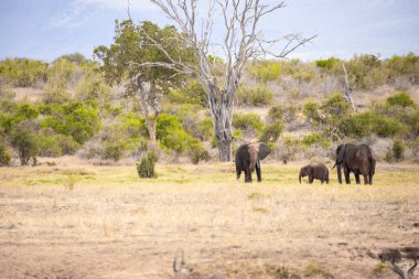 Çürümüş Onbir der Afrikanischen Savanne. Landschaftsaufnahme einer Safari im Tsavo Nationalpark, Kenya