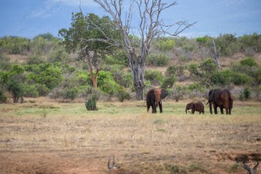 Çürümüş Onbir der Afrikanischen Savanne. Landschaftsaufnahme einer Safari im Tsavo Nationalpark, Kenya